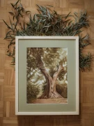Piotr Cieślewicz - Obraz akwarelowy "Oliwka przy Sant'Antimo" z ramą i passe-partout