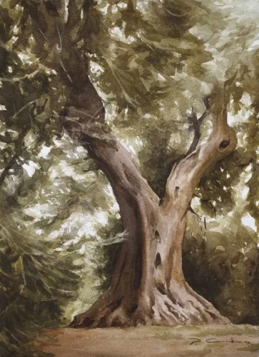 Piotr Cieślewicz - Obraz akwarelowy "Oliwka przy Sant'Antimo"