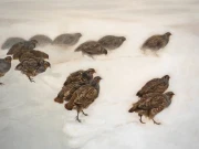 Kopia obrazu "Kuropatwy na śniegu" (autor: Józef Chełmoński) wykonana przez Piotra Cieślewicza